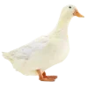 🦆