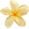 🌼