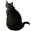 🐈‍⬛