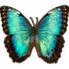 🦋