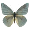 🦋