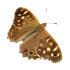 🦋