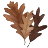 🍁