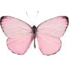🦋