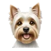 🐶