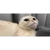 🐱