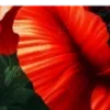 🌺