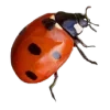 🐞