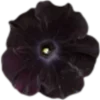 🥀