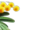 🌼