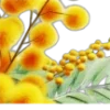🌼