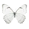 🦋