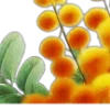 🌼