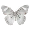 🦋