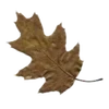 🍁