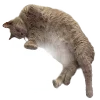 🐈