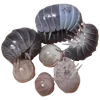🐛