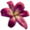 🌺