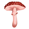 🍄