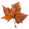 🍂