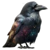 🐦‍⬛️