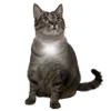 🐈‍⬛
