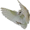 🦉