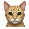 🐱
