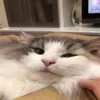 😺