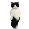 🕺