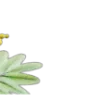 🌼