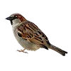 🐦
