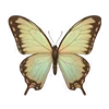 🦋