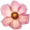 🌸