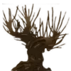 🌳
