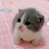 🐈