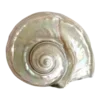 🐚