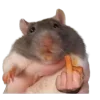 🐀