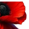 🌺