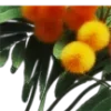 🌼