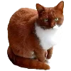 🐱