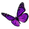 🦋