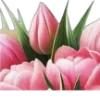 🌷