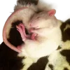 🐀