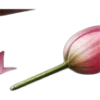 🌷
