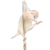 🐀