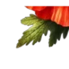 🌺