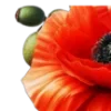 🌺