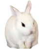 🐰