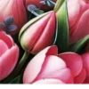 🌷